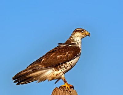 Ferruginous Hawk