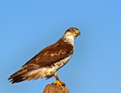 Ferruginous Hawk