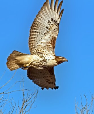 Red-tailed Hawk