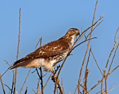 Red-tailed Hawk