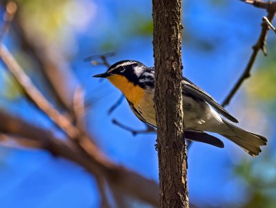Yellow-throated Warbler