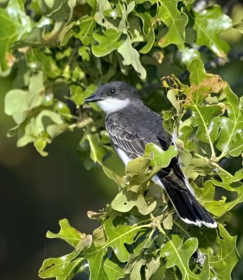 Eastern Kingbird