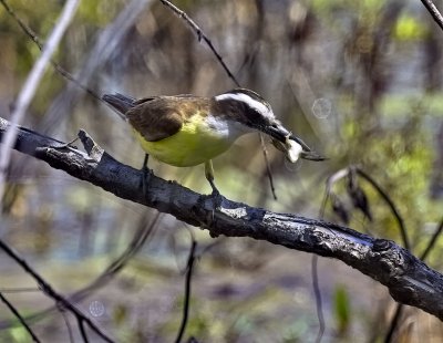 Great Kiskadee