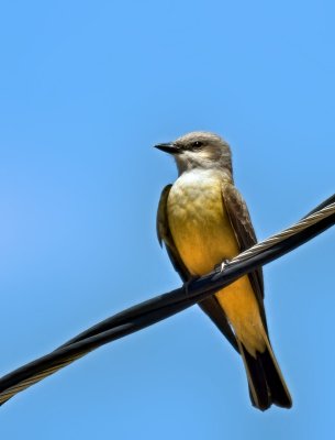 Western Kingbird