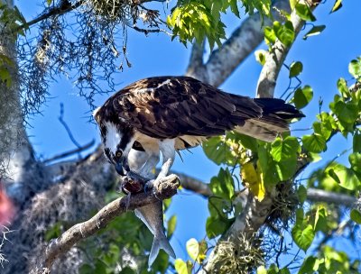 Osprey