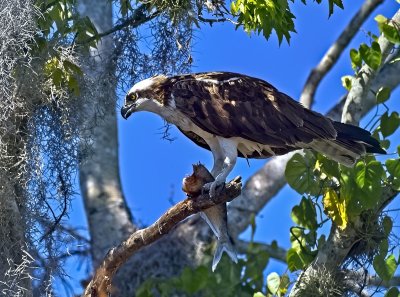 Osprey