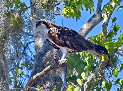 Osprey