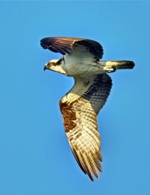 Osprey