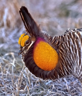 Greater Prairie-Chicken