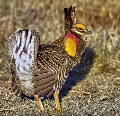Greater Prairie-Chicken