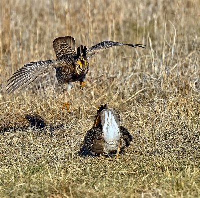 Greater Prairie-Chicken