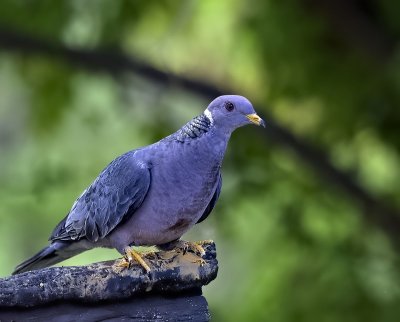 Band-tailed Pigeon