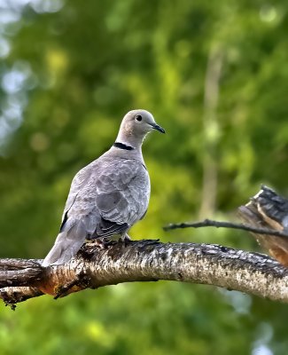 Pigeons & Doves
