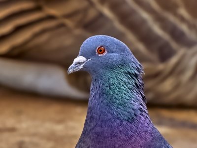 Rock Pigeon