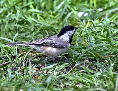 Black-capped Chickadee