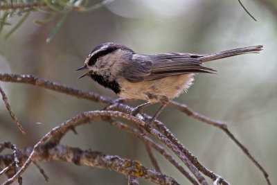 Mountain Chickadee