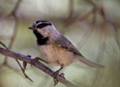 Mountain Chickadee