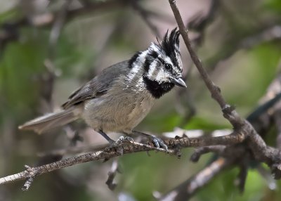 Bridled Titmouse