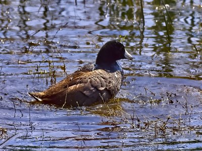 American Coot