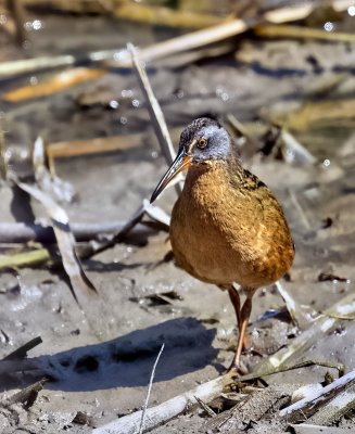 Virginia Rail
