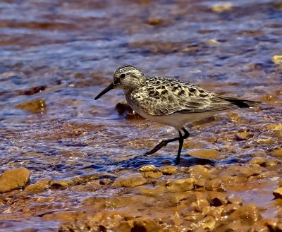 Baird's Sandpiper