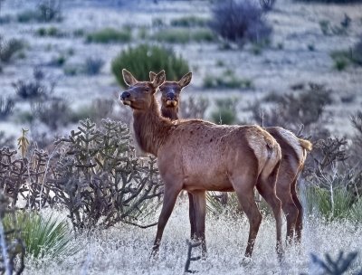 American Elk