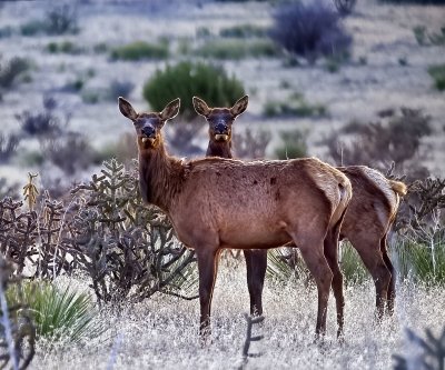 American Elk