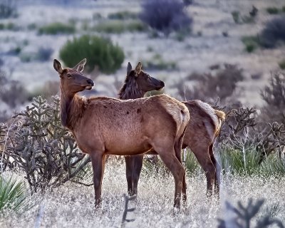 American Elk