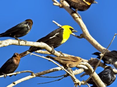 Yellow-headed Blackbird