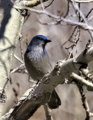 Woodhouse's Scrub-Jay