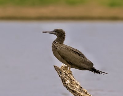 Brown Booby