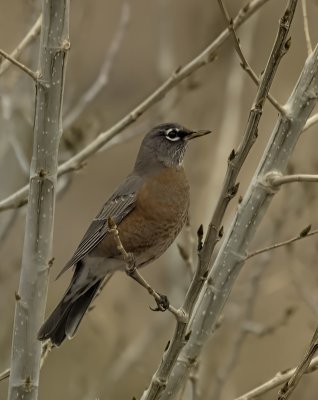 Thrushes