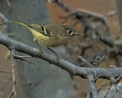 Ruby-crowned Kinglet