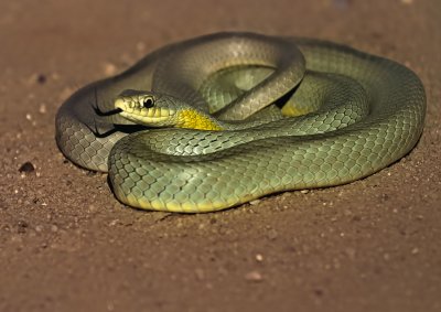 Eastern Yellow-bellied Racer