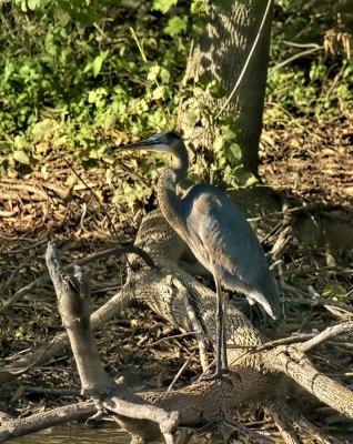 Great Blue Heron