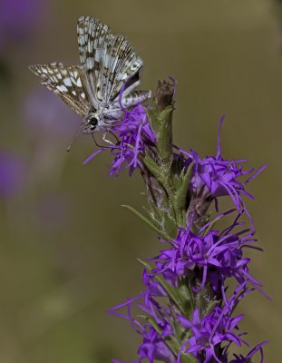 Skipper Butterflies