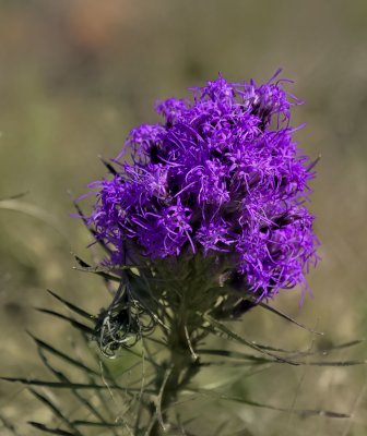 Dotted Gayfeather