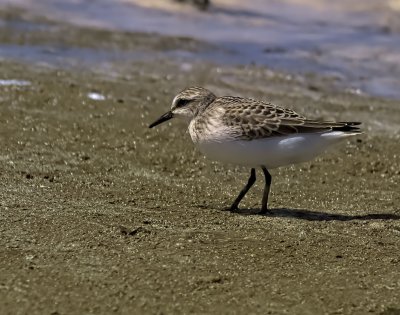Semipalmated Sandpiper
