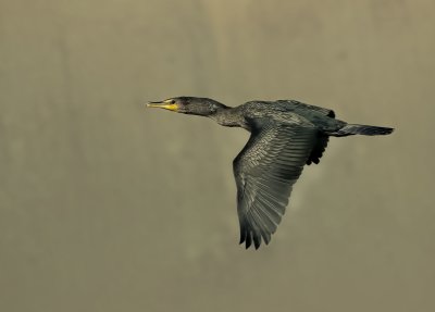 Cormorants & Darters