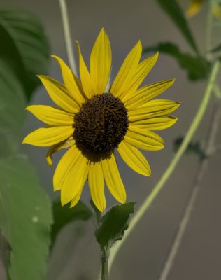 Common Sunflower