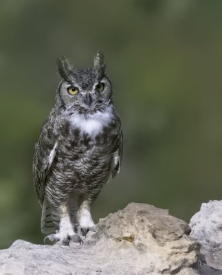 Great Horned Owl