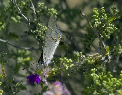 Gossamer-winged Butterflies