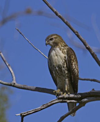 Red-tailed Hawk