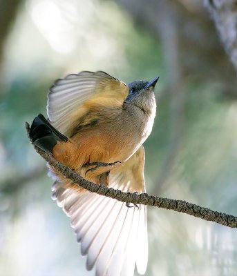 Say's Phoebe