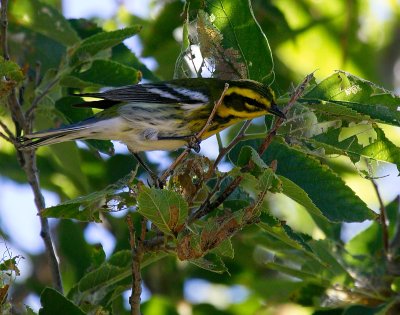 Townsend's Warbler