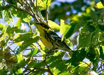 Townsend's Warbler