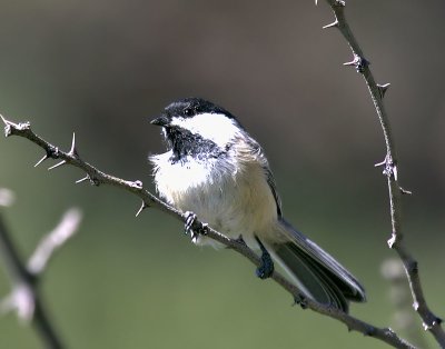 Black-capped Chickadee