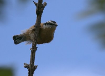 Red-breasted Nuthatch