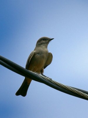 Say's Phoebe