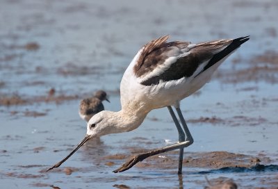 American Avocet